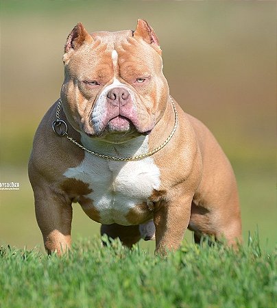 American bully pocket lilac