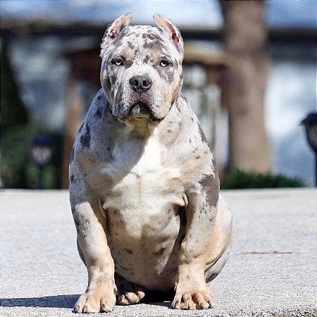 American bully merle filhote tri blue