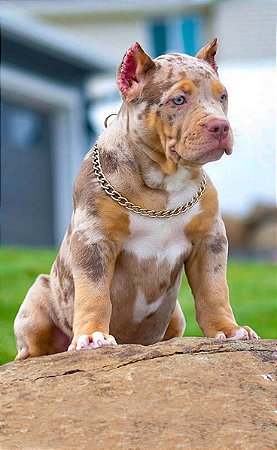 American bully pocket tri lilac merle