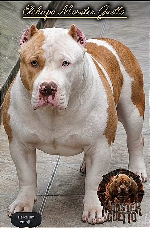Pit Monster Brazilian bull Merle Gens tri