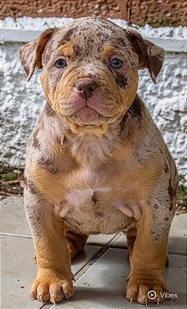 Brazilian bull filhote tri chocolate Merle