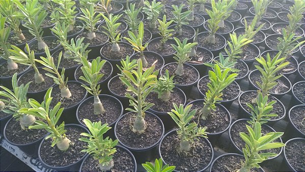 Kit Com 05 Mudas De Rosa Do Deserto Ate 8 Meses Adenium Obesum