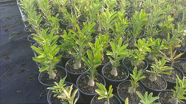 Muda De Rosa Do Deserto Ate 8 Meses Adenium Obesum Rosa Do