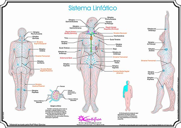 Resultado de imagem para sistema linfático