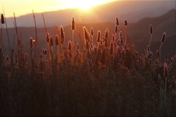 Campos de Lavanda