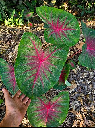 Caladium Pink Veins (Caladium bicolor)
