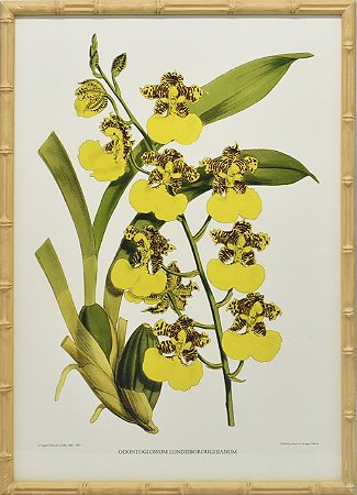 Quadro orquídea 12 com moldura faux bamboo