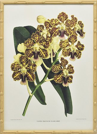 Quadro orquídea 13 com moldura faux bamboo