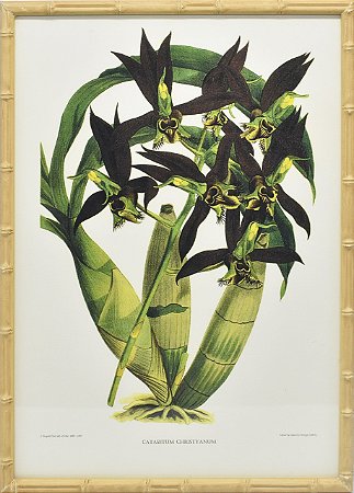 Quadro orquídea 14 com moldura faux bamboo