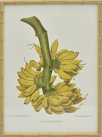 Quadro gravura penca de banana