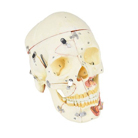 Crânio Humano, com Mandíbula, Vasos e Nervos, em 10 partes