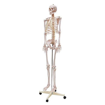 Modelo Anatômico do Esqueleto Humano 1,70m com Haste, Suporte e Rodas