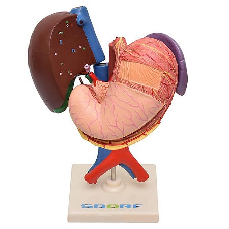 Modelo Anatômico do Fígado, Vesicular Biliar, Estômago, Pâncreas, Baço e Duodeno em 6 Partes