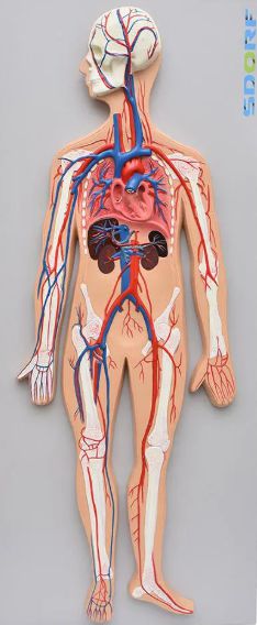 Modelo em Prancha do Sistema Circulatório Sanguíneo
