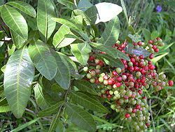 Aroeira folha - Schinus terebinthifolius