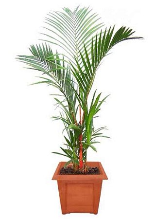 Palmeira Laca