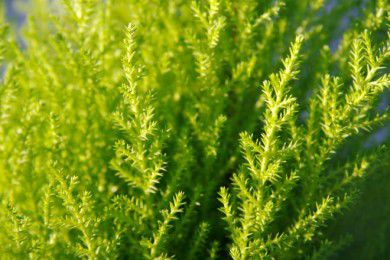 Pinheiro Tuia Holandesa