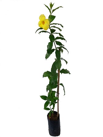 Alamanda Amarela