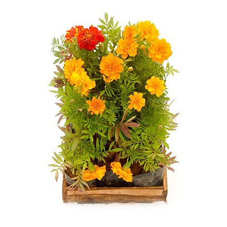 Tagetes anão, Cravo de defunto, Comprar muda de tagetes anão online RJ,  Comprar plantas de forração online, Plantas ornamentais, Plantas no Rio de  Janeiro, Delivery de plantas RJ, Venda online de plantas,