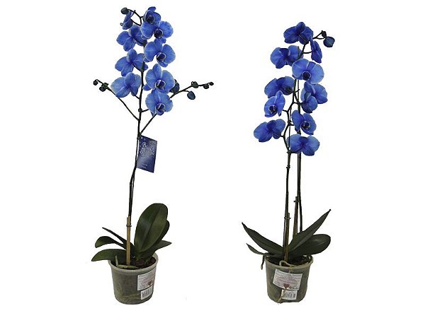 Orquídea Phalaenopsis Azul