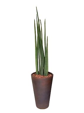 Sansevieria em Vaso de Polietileno (Médio)