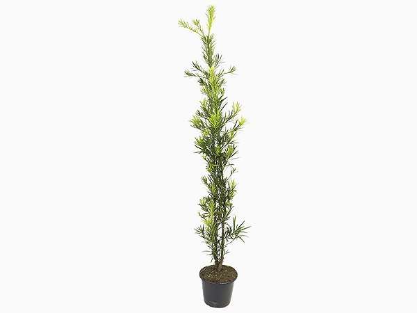 Podocarpo 1m80cm a 2m Planta para Jardim