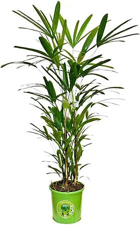 Palmeira Ráfis Premium (1m a 1,30m)