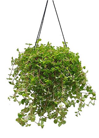 Dinheiro em Penca Cuia 21