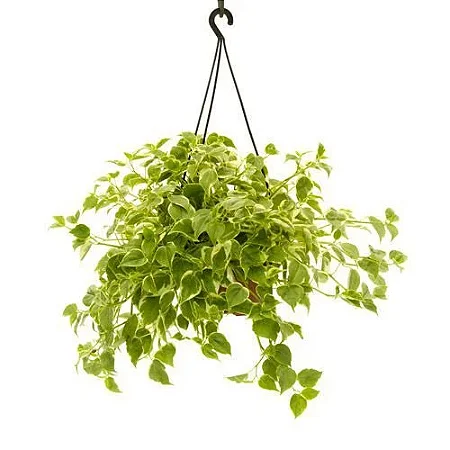 Peperomia Variegata Cuia 21