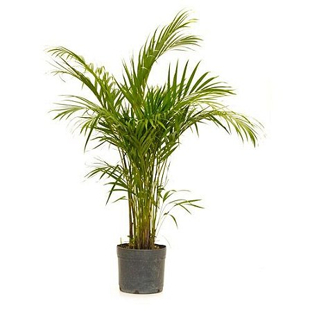 Areca Bambu