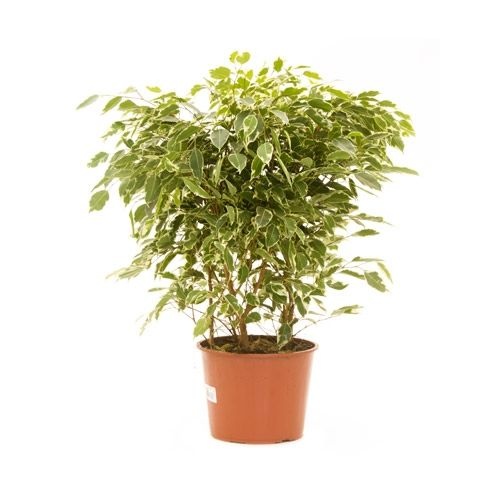 Ficus Variegata
