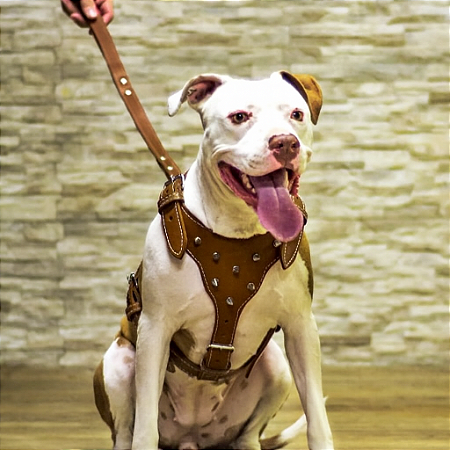 Coleira peitoral Gladiador até 35kg