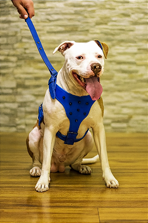 Coleira peitoral Gladiador até 35kg