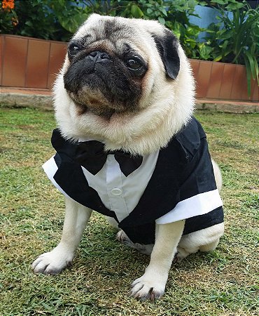 Resultado de imagem para cachorro com roupa