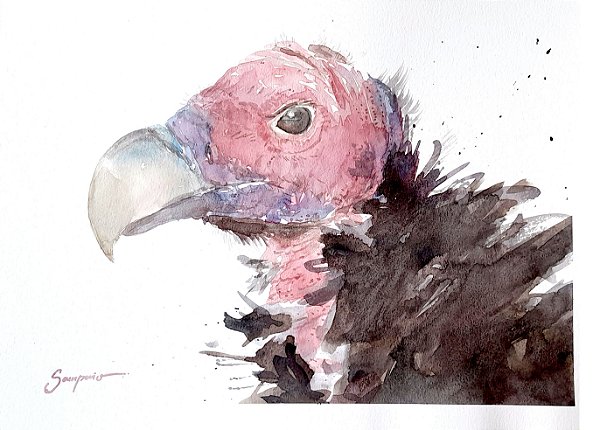 Abutre Real - aquarela