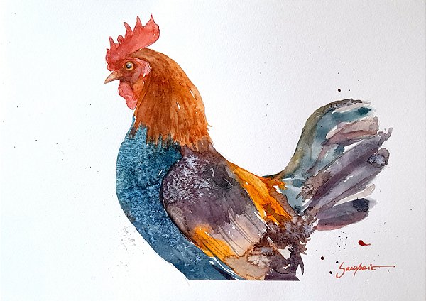 Galo Garnizé - aquarela