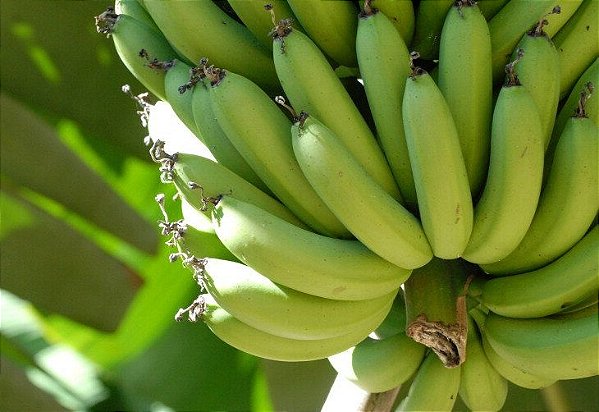 Frutas da época (uni)