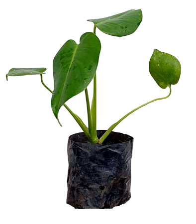 Costela de Adão - 1 Muda Pequena