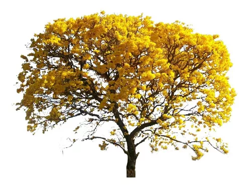 Ipê Amarelo -  1 Muda Grande Ornamental