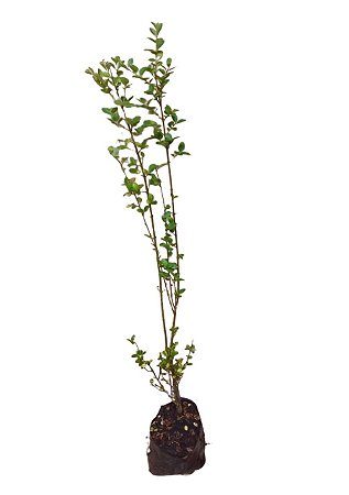 Muda Ornamental  de Ligustro verde - muda de 70 a 100cm - Sem Agrotóxico
