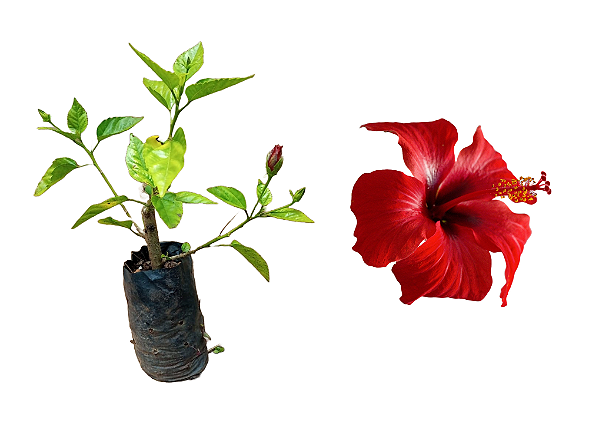 Hibisco vermelho - 1 muda ornamental
