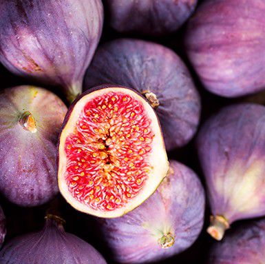 Muda Frutifera de Figo Roxo - Próxima de Produzir - Sem Agrotóxico