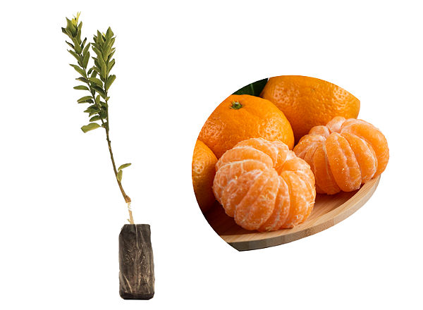 Mexerica Ponkan - 1 Muda Enxertada - Produz Rápido