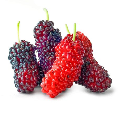 Amora Gigante Italiana - 1 Muda Enxertada - Produz Rápido