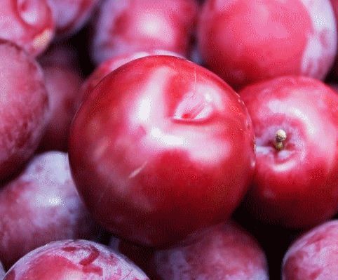 Muda Frutifera de Ameixa Vermelha - Enxertada - Próxima de Produzir - Sem Agrotóxico