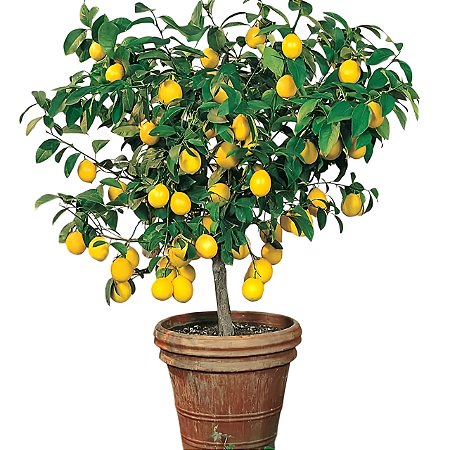 Limão Siciliano - 1 Muda Enxertada - Produz Rápido