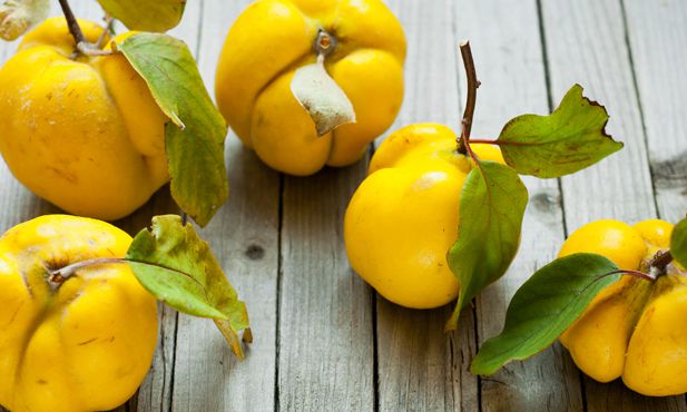 2 Mudas Frutiferas de Marmelo - Produz Em Um Ano! - Sem Agrotóxico