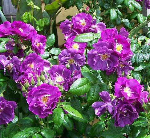 1 Vaso Com  Muda Ornamental de Rosa Trepadeira (lilas) - Sem Agrotóxico