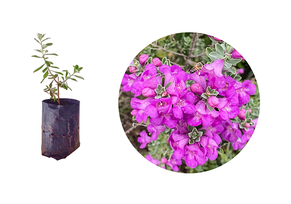 Chuva De Prata - 1 Muda Ornamental - Adubada