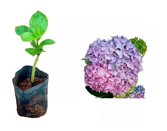 Kit Hortênsias - 3 Mudas Prontas Para Plantar